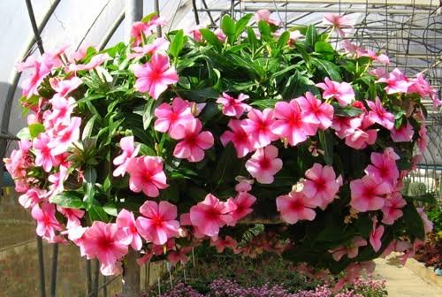 Hanging vinca - Nanthavanathil - The seed to create your world