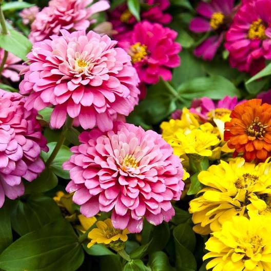 Zinnia dahlia flowered mix - Nanthavanathil - The seed to create your world