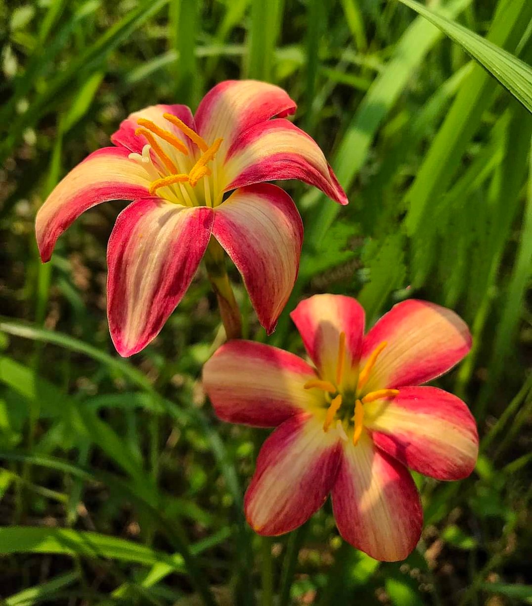 Rain Lily z. Sexy - zephyranthes sexy bulbs - Nanthavanathil - The 